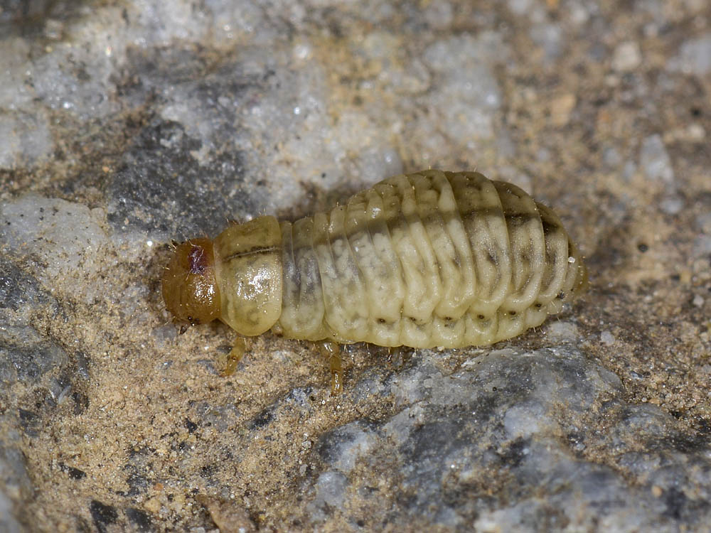 Chrysolina fastuosa